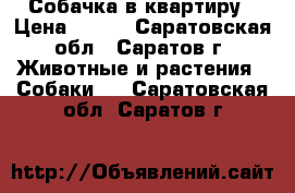 Собачка в квартиру › Цена ­ 800 - Саратовская обл., Саратов г. Животные и растения » Собаки   . Саратовская обл.,Саратов г.